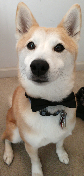 Menchi being dapper